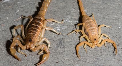 ¿Es verdad que los alacranes andan siempre en pareja?; mitos que debes saber sobre los escorpiones