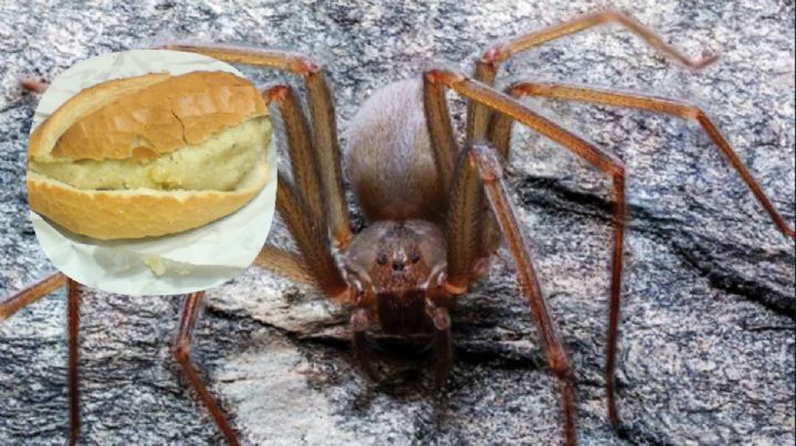 Araña violinista 'chilanga': ¿es más peligrosa? ¿qué tiene de diferencia a las otras?