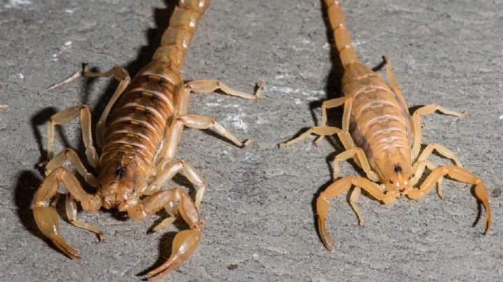 ¿Es verdad que los alacranes andan siempre en pareja?; mitos que debes saber sobre los escorpiones
