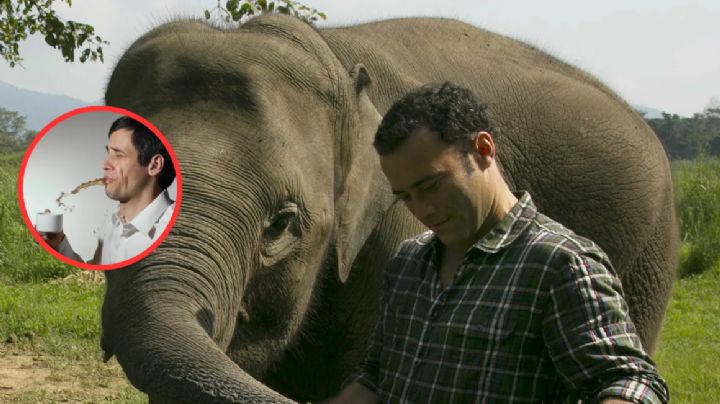 ¿Probarías el café más caro del mundo? Hecho a partir de heces de elefante
