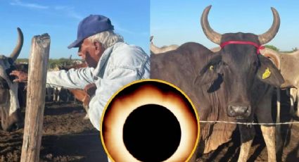 Eclipse solar 2024: Abuelito pone listón rojo a sus vacas embarazadas para protegerlas | VIDEO