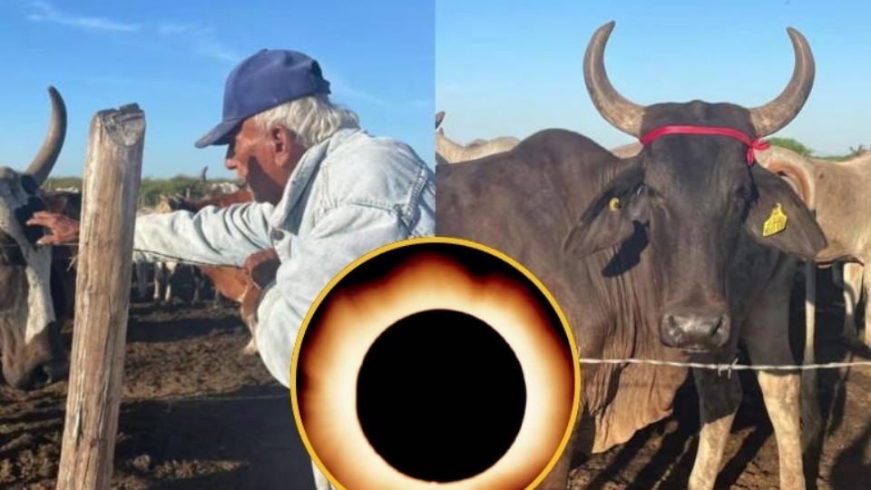 El hombre de campo, fiel a sus creencias, previno algún efecto negativo a sus animales con esta bondadosa acción