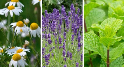 5 plantas medicinales que debes de tener en tu casa o jardín