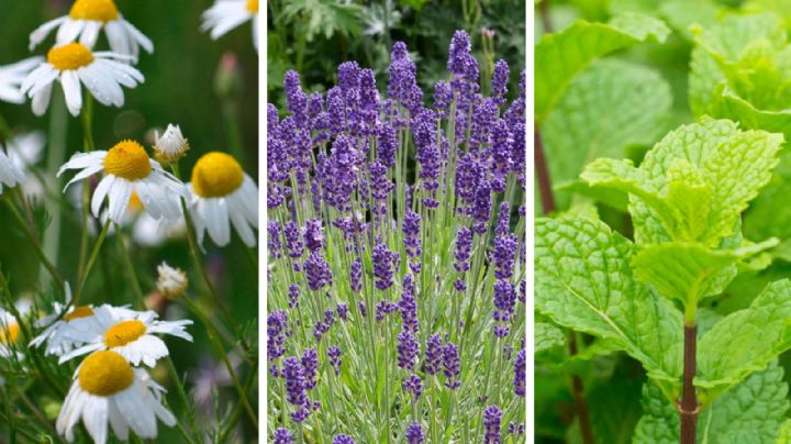 5 plantas medicinales que debes de tener en tu casa o jardín
