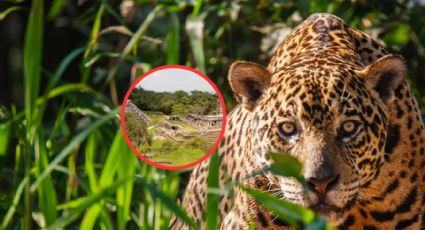 El Pueblo Mágico que esconde una ciudad Maya en su selva; aquí hay jaguares