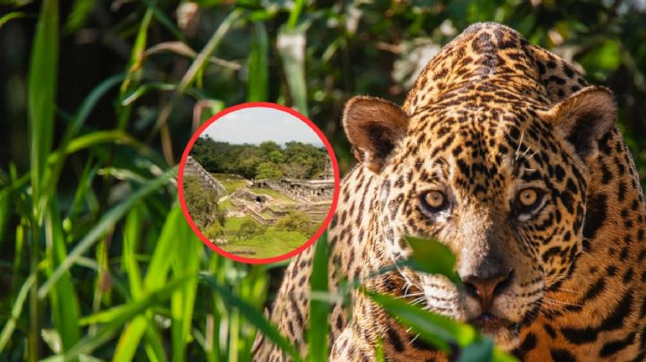El Pueblo Mágico que esconde una ciudad Maya en su selva; aquí hay jaguares