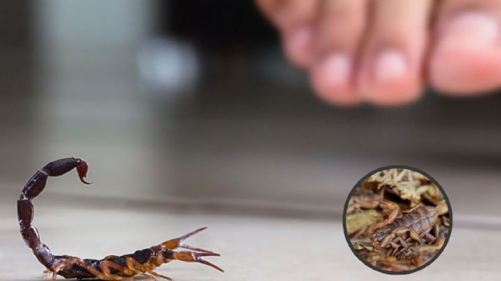 Temporada de alacranes: en este lugar de tu casa pueden hacer nido