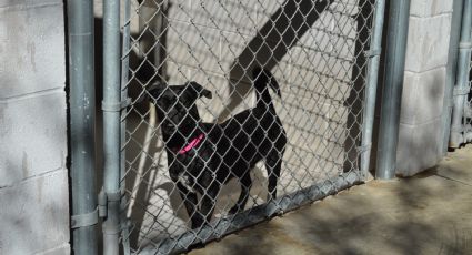 Dan vales en campaña de salud pública para esterilizar mascotas en Laredo