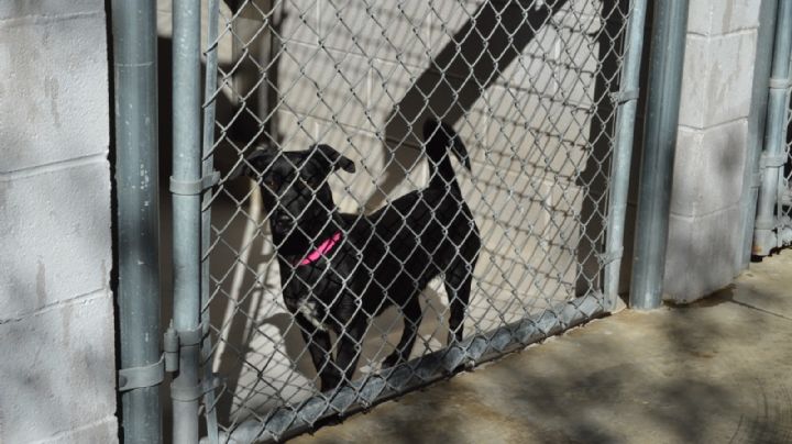 Dan vales en campaña de salud pública para esterilizar mascotas en Laredo