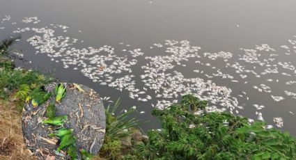 ¿Qué está pasando?; ahora mueren miles de peces en Tabasco