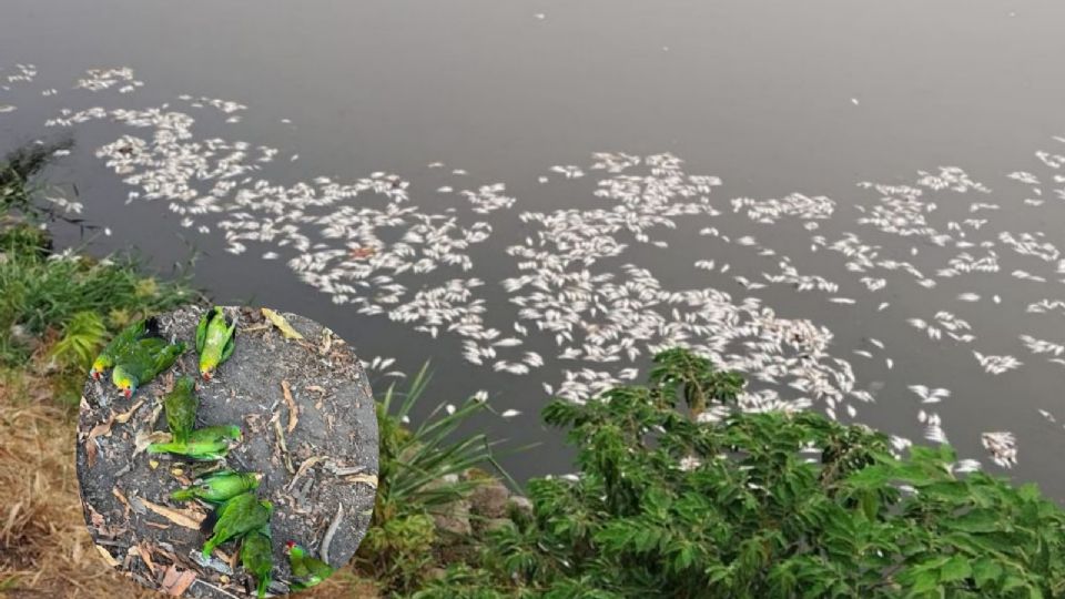 Mueren miles de peces en Tabasco