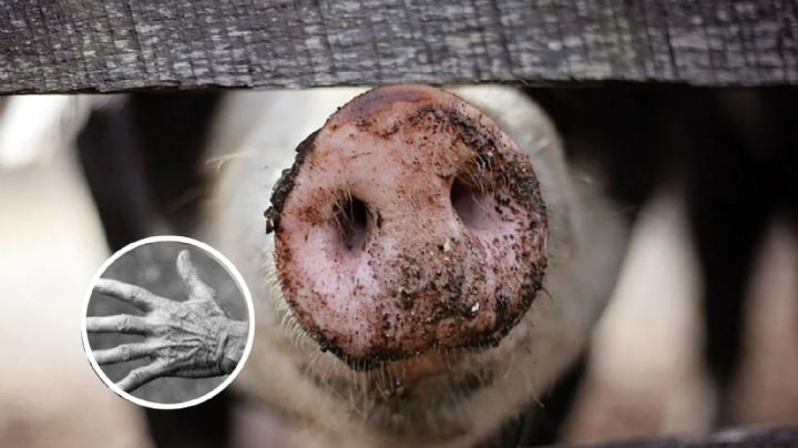 Abuelito muere tras ser atacado a mordidas por su cerdo