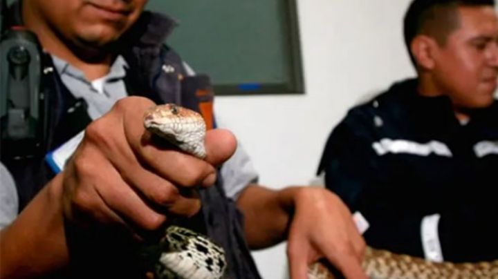 Madre e hijo son mordidos por serpiente venenosa; ella murió en el hospital