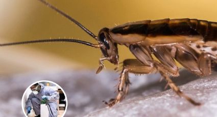 Alertan por 'súper cucaracha' en México; resiste a varios pesticidas