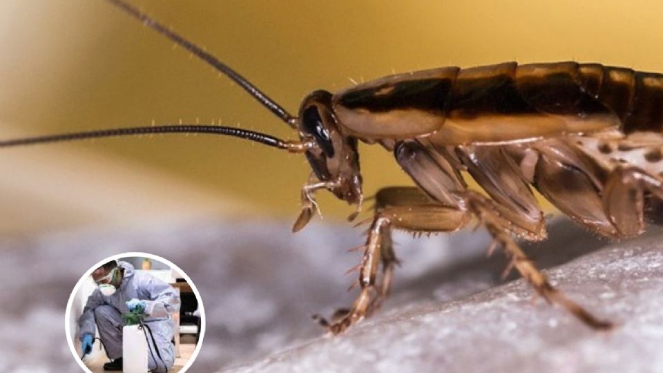 Las cucarachas tienen información genética que les ha permitido sobrevivir por millones de años