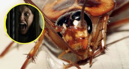 'Súpercucaracha' aparece en los hogares y causan pavor; así puedes identicarlas