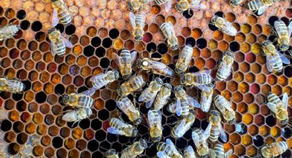 Enjambre de abejas ataca y mata a mujer de 52 años