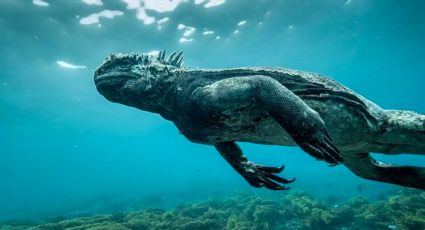 Mini Godzilla sorprende a buzos en el fondo del mar de las Islas Galápagos | VIDEO