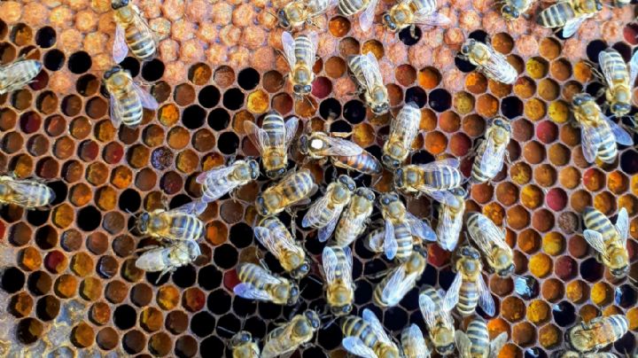 Ponen en cuarentena enjambres de abejas para evitar ataques