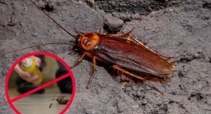 Súper cucaracha llegó a México; así puedes acabar con este animal resistente a los insecticidas