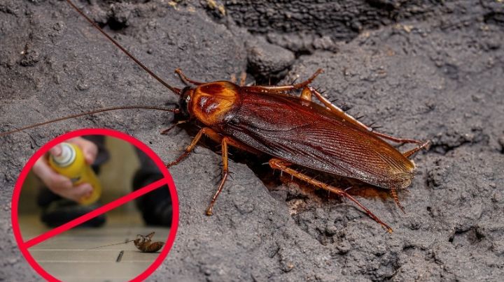 Súper cucaracha llegó a México; así puedes acabar con este animal resistente a los insecticidas