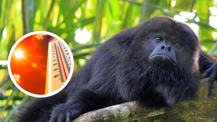 Monos aulladores caen muertos de los árboles por ola de calor en Tabasco y Chiapas