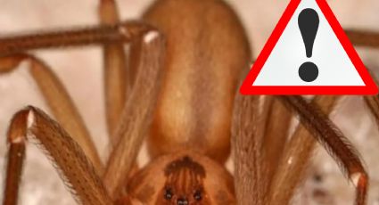 ¿Cómo ubicar y eliminar el nido de la araña violinista?