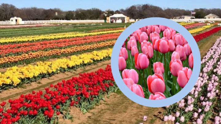 Texas Tulips: el paraíso floral donde puedes recolectar tus ramos; ¿dónde está y cuánto cobran?