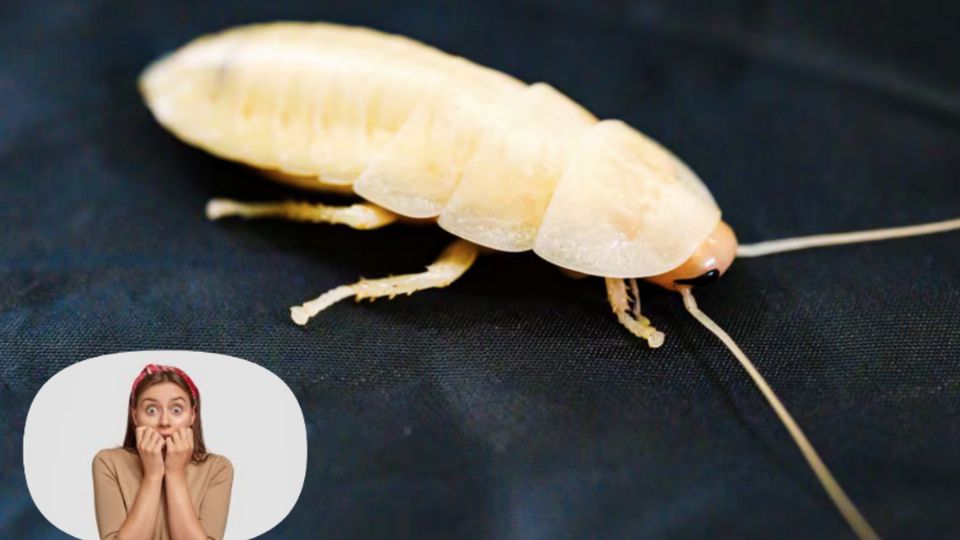 Las cucarachas blancas causan más pavor