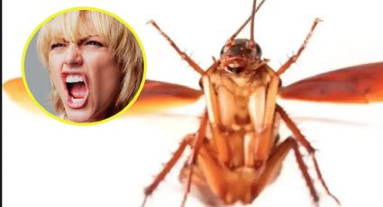 'Cucarachas voladoras': ¿cuánto tiempo viven estos aterradores insectos?