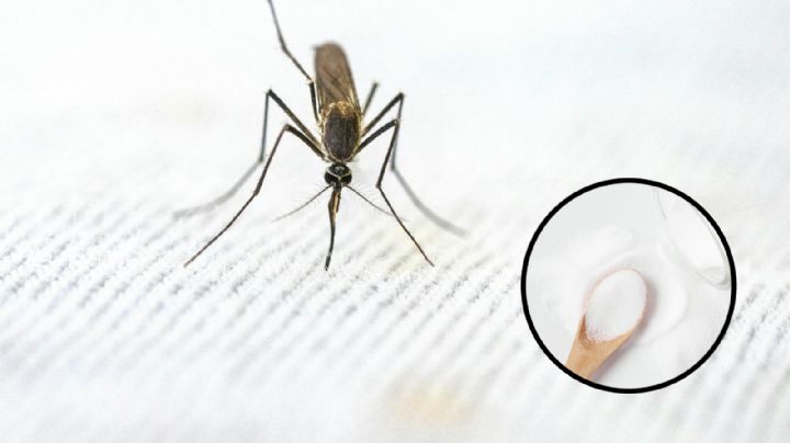 Con este remedio casero alejarás a los mosquitos durante la ola de calor 2024
