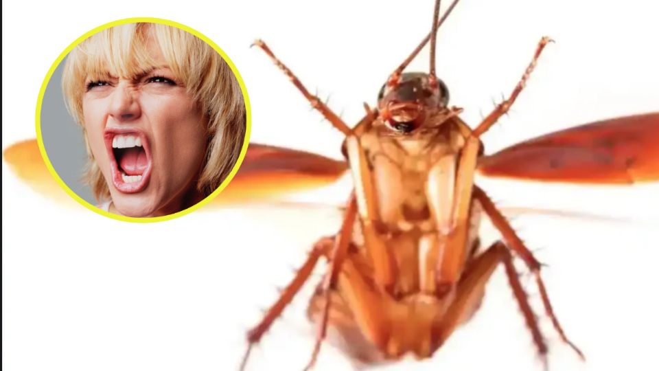 Las cucarachas son de los insectos más temidos.