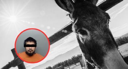 Laredo: joven mata y decapita a los burros de su vecino; también los violó