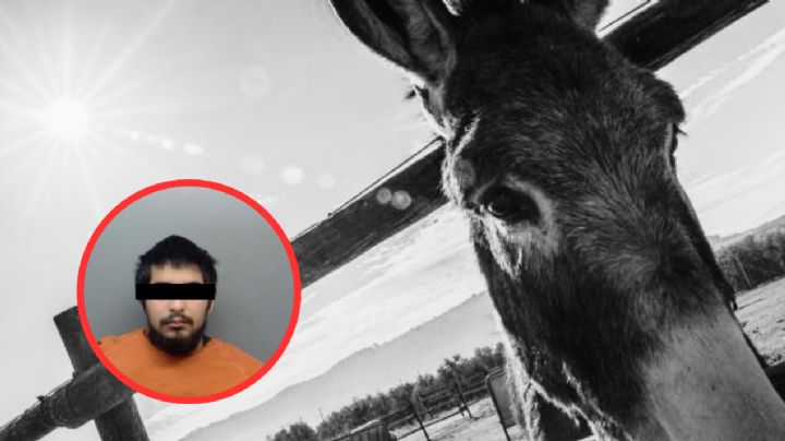 Laredo: joven mata y decapita a los burros de su vecino; también los violó