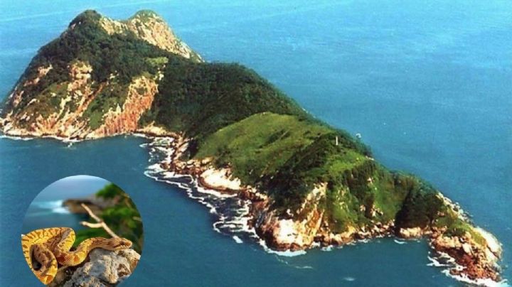 Esta es la isla más peligrosa del mundo; hay una serpiente por cada metro cuadrado