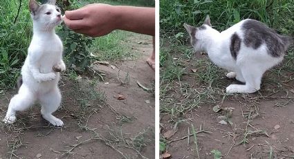 Los gatonejos: la verdad detrás del curioso híbrido, mezcla de gato y conejo | VIDEO