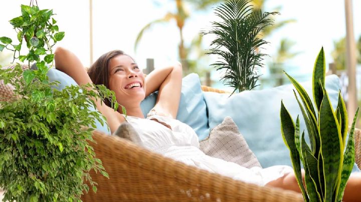 Ola de calor: 5 plantas que absorben el calor de tu casa y ambiente