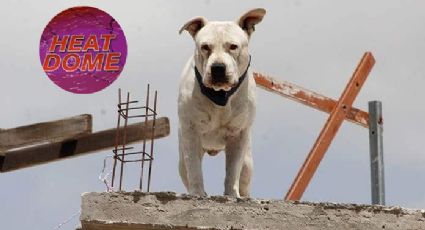 Ola de calor en México: esta es la multa por dejar a tu perro en la azotea