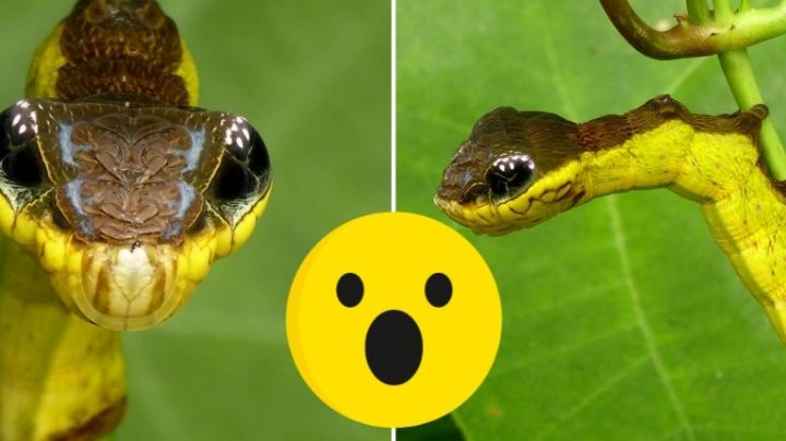 La extraña 'oruga víbora', ¿es venenosa y dónde vive?