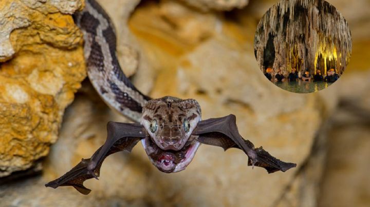 Cueva de las Serpientes Colgantes: rincón de México no apto para cardiacos