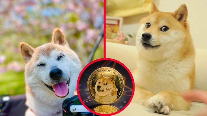 Muere Kabosu, la perrita del meme Doge; fue hasta la imagen de una criptomoneda