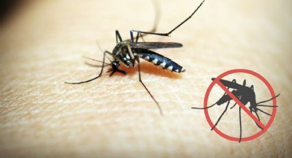 ¿Los mosquitos no te dejan dormir en la noche? Aquí 5 consejos para ahuyentarlos