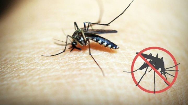 ¿Los mosquitos no te dejan dormir en la noche? Aquí 5 consejos para ahuyentarlos
