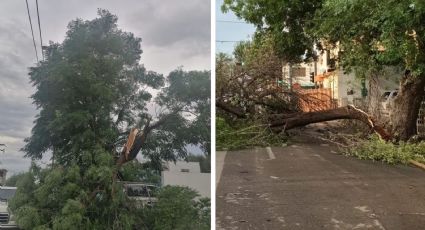 Ráfagas de vientos en Nuevo Laredo fueron de 95 a 100 km/h; hubo decenas de árboles caidos