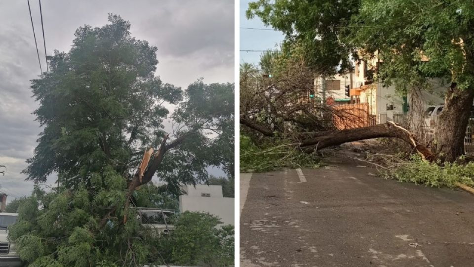 Varios árboles quedaron tirados en calles y banquetas.