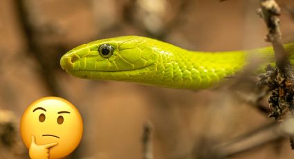 Serpiente, víbora o culebra, ¿cuáles son las diferencias entre cada término?