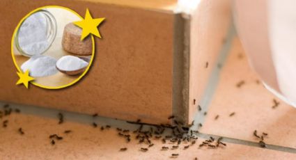 Con este remedio casero acabarás definitivamente con las hormigas