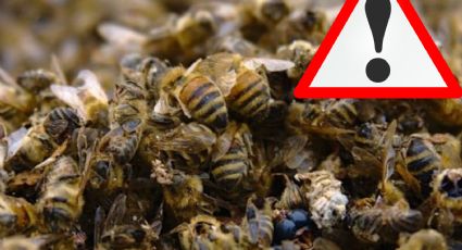 Muere hombre tras ser atacado por enjambre de abejas; estaba cerca de su casa