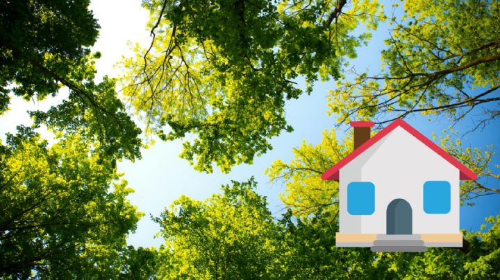 Estos árboles son fáciles de cuidar y te darán sombra durante la temporada de calor