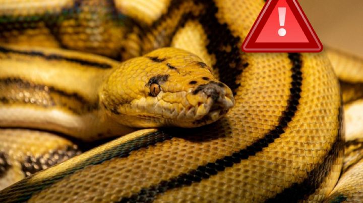 Esta es la víbora más larga del mundo; las hembras son más grandes que los machos